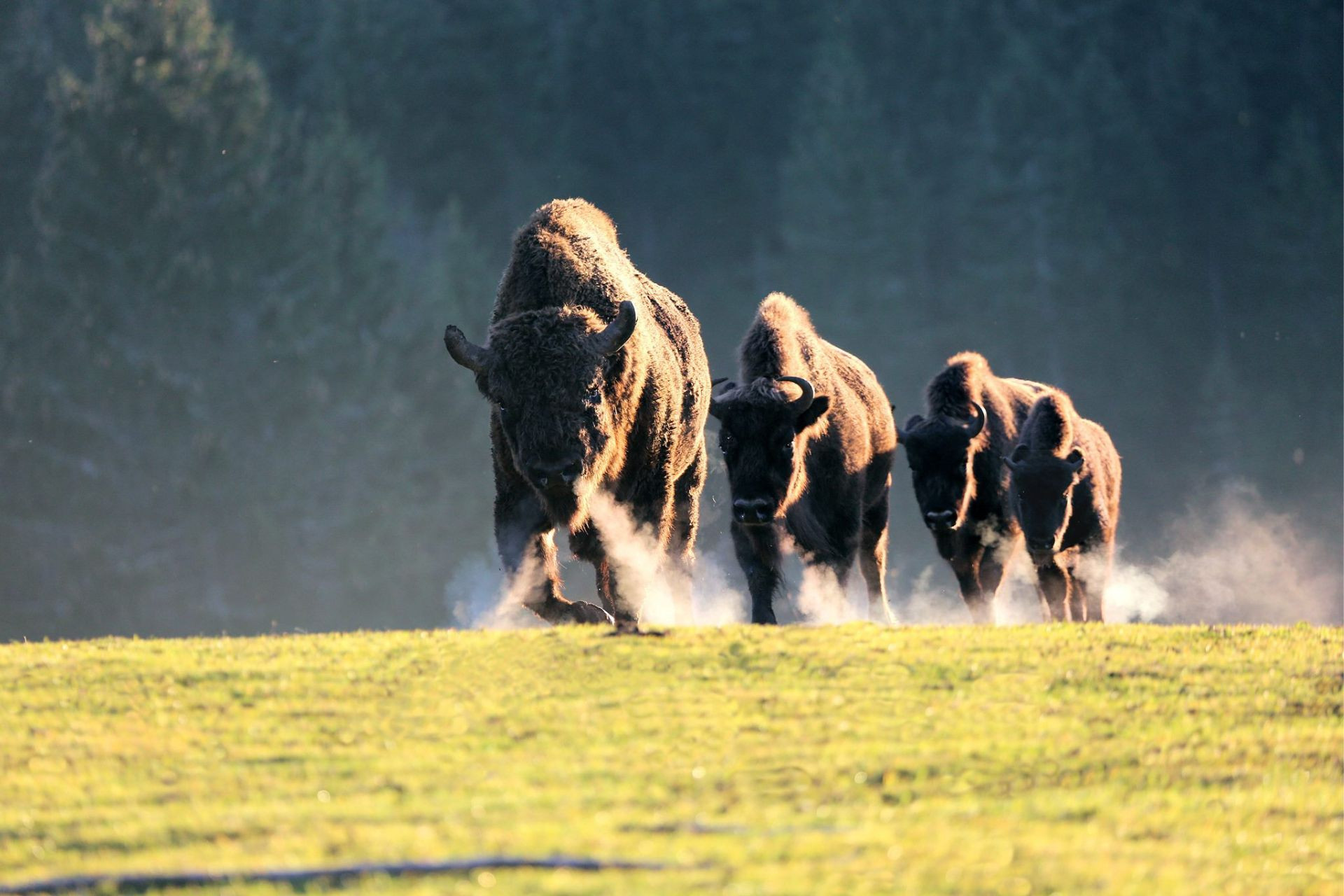 parc-polaire-bisons-1050
