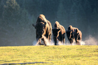 parc-polaire-bisons-1051