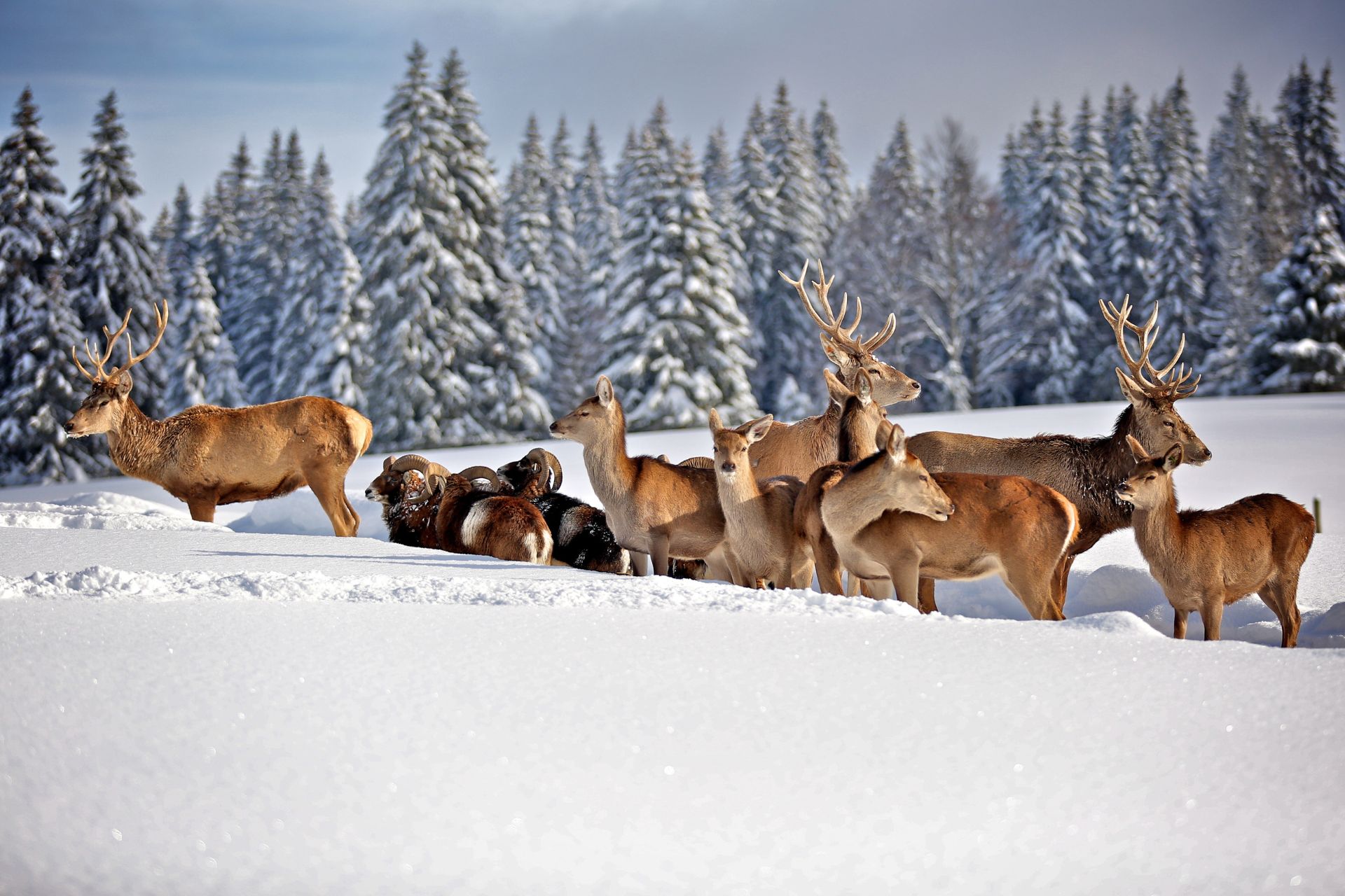 Cerfs du Parc Polaire - © GR2AMEDIA BELORAGE PROD