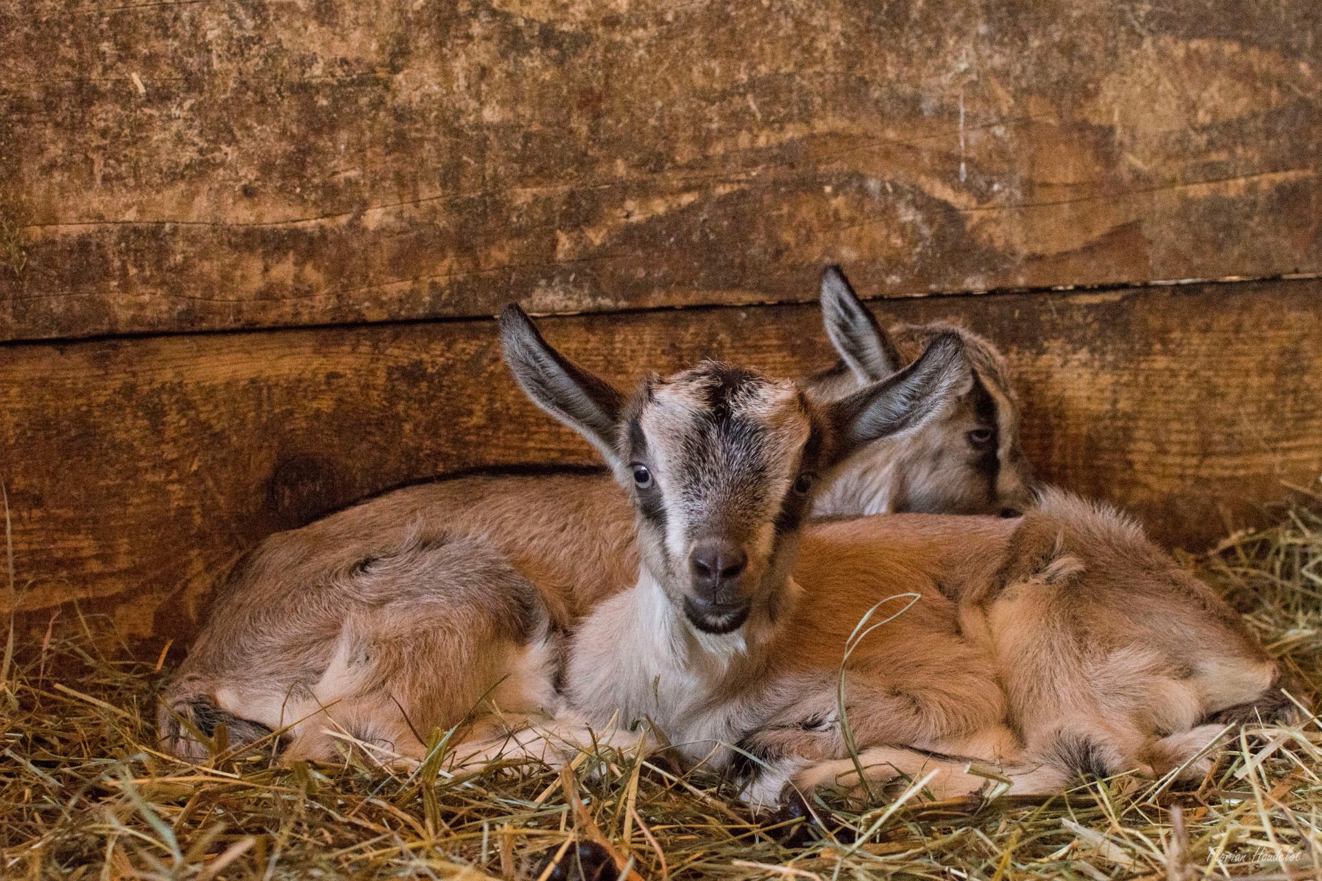 Ferme pédagogique La Batailleuse à Rochejean - © Florian Houdelot