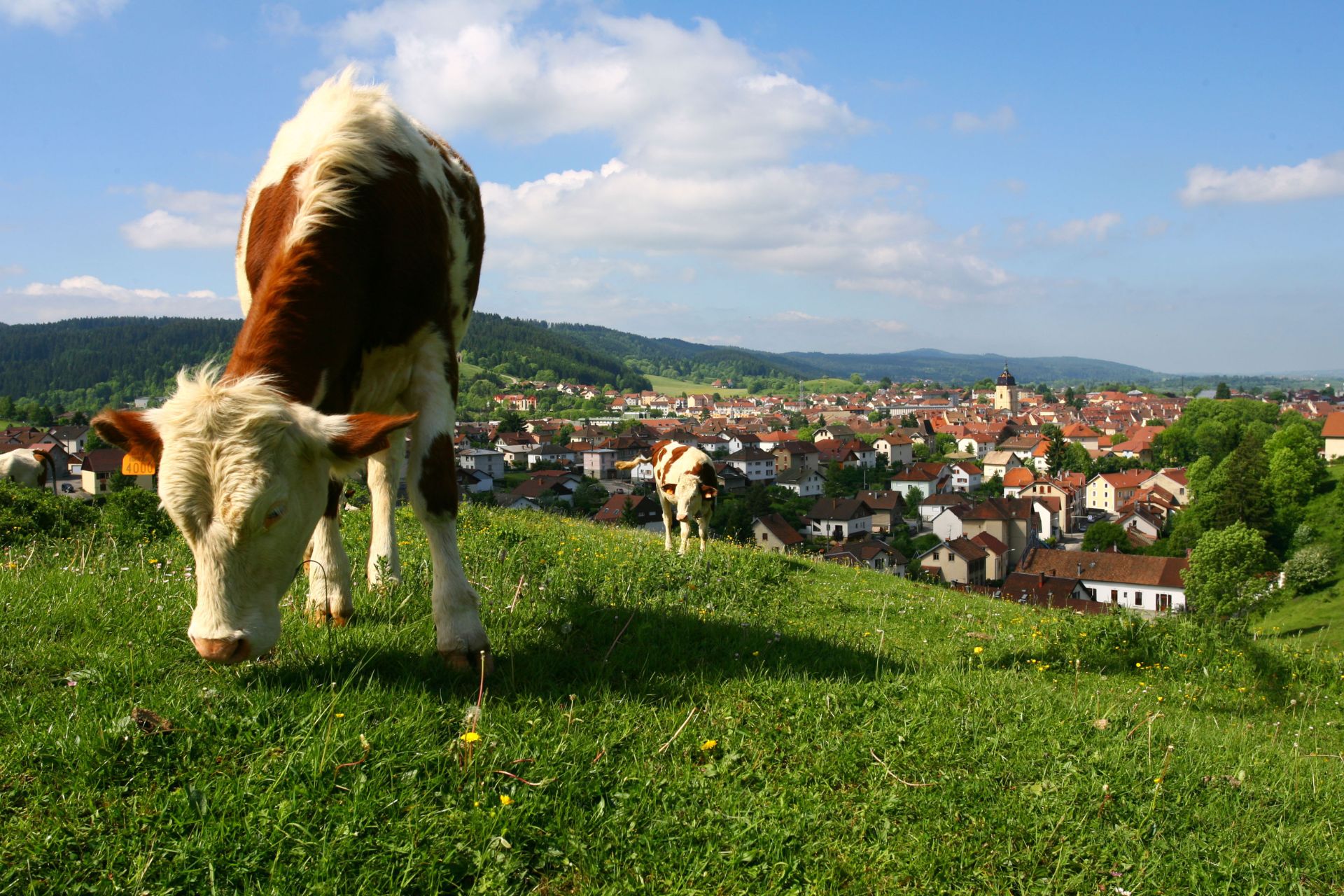 haut-doubs-vue-pontarlier-vaches-parriaux-fabrice-38624