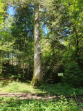 Sentier Croix de la beche 