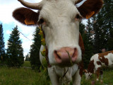  LE SENTIER DU BERGER DES VACHES_1