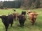 vaches highlands