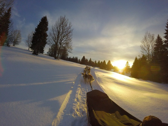 Chiens de traîneaux, Doubs