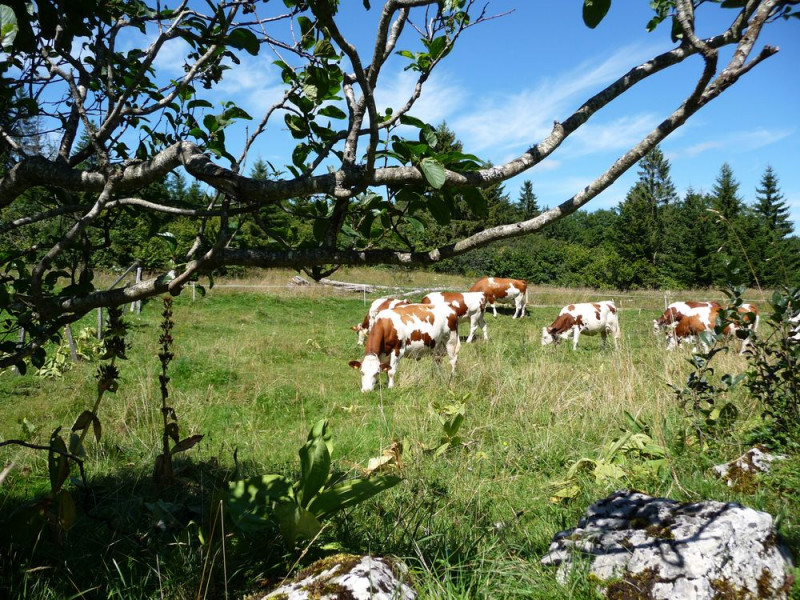  LE SENTIER DU BERGER DES VACHES_2