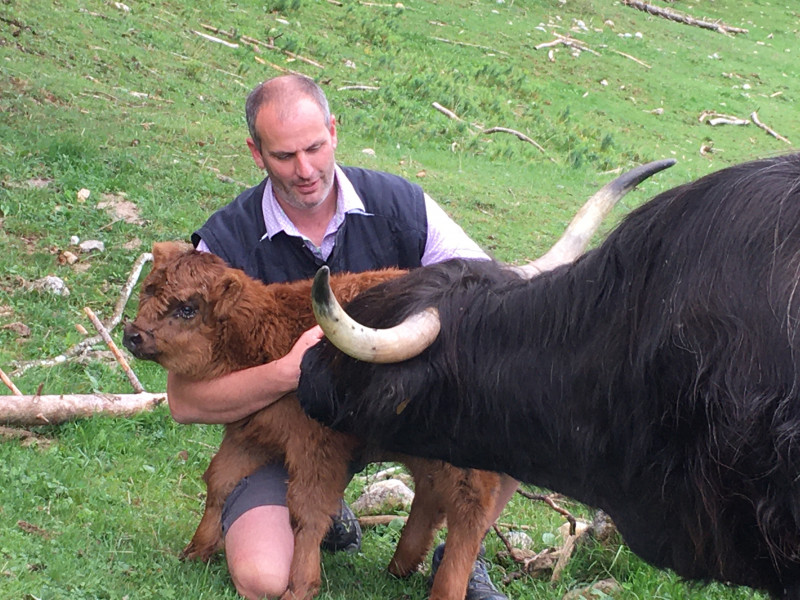 Repas à la ferme vaches Highlands