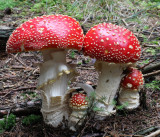 297-mb-amanita muscaria-09-27-f_fc