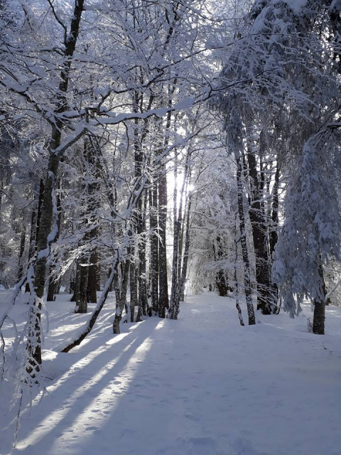 RANDO: LA FORÊT DANS TOUS SES ÉTATS_2