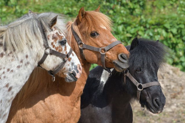 metabief-equitation-chevaux-64089