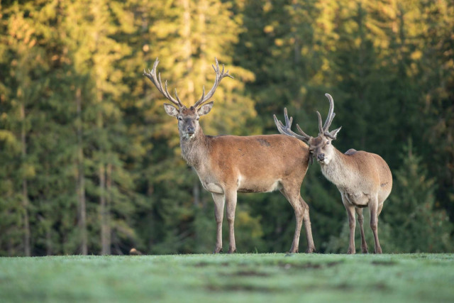 parc-polaire-cerf-brame-bois-61175