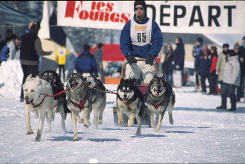 COURSE DE CHIENS DE TRAÎNEAUX