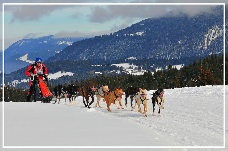 COURSE DE CHIENS DE TRAÎNEAUX